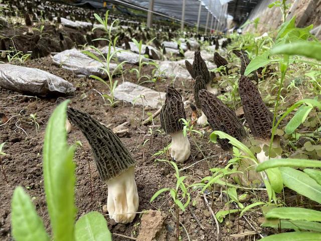 1648688793636311.jpeg 16-51-38-63-283825.jpeg