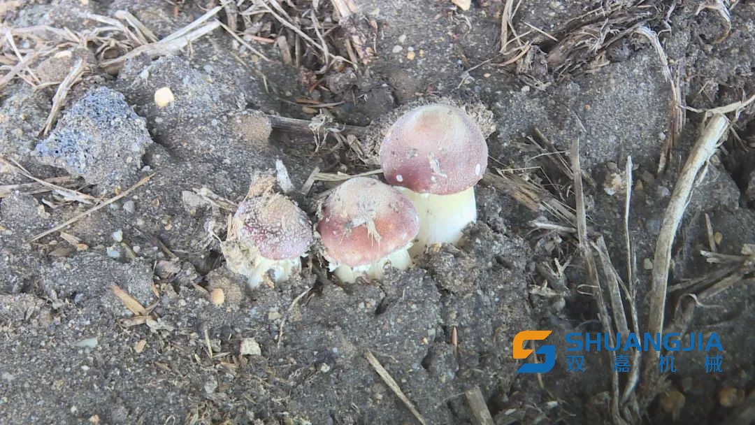 1653874183362772.jpg 643.jpg